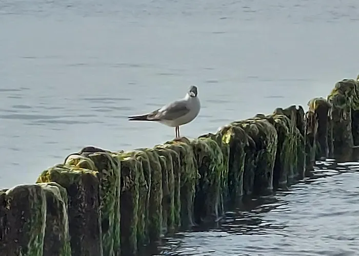 Apartamento Hevenia Nr 8